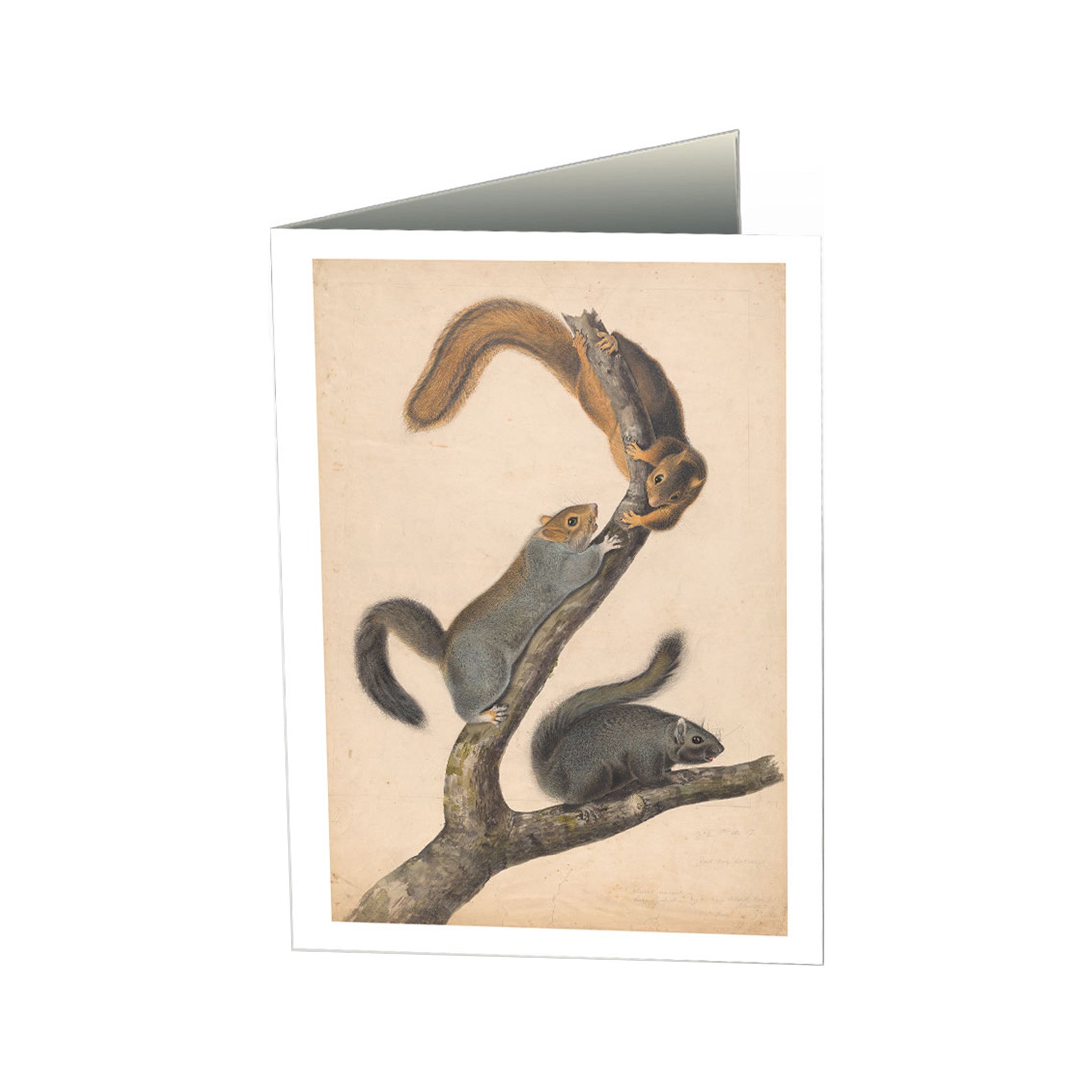 Eastern Gray Squirrel Notecard – The Morgan Shop
