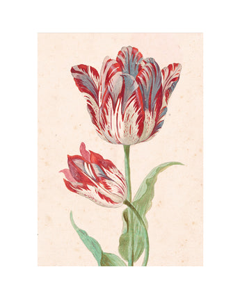 Red & White Tulip Boxed Notecards