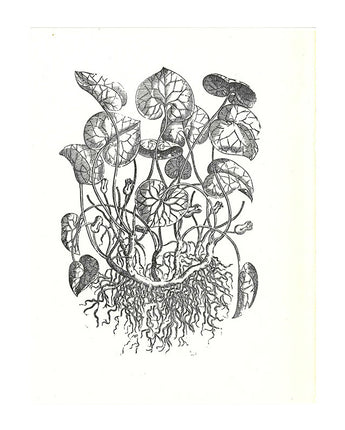 Mattioli's Herbal with Print