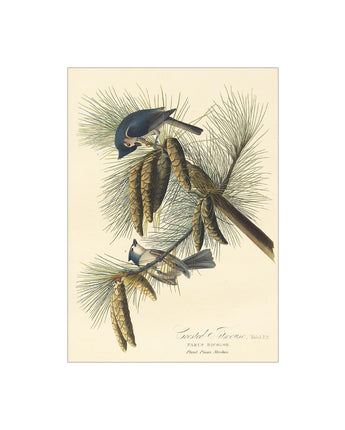 Crested Titmouse Holiday Cards