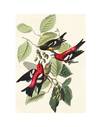 White Winged Crossbill Audubon Holiday Boxed Notecards