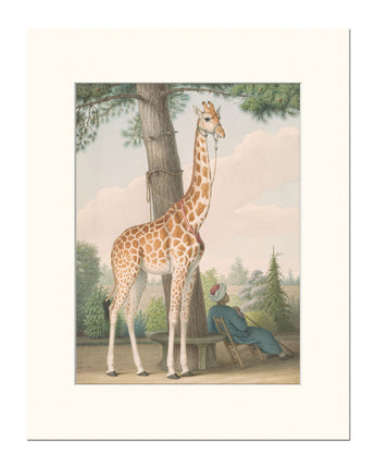 Study of Giraffe Matted Print