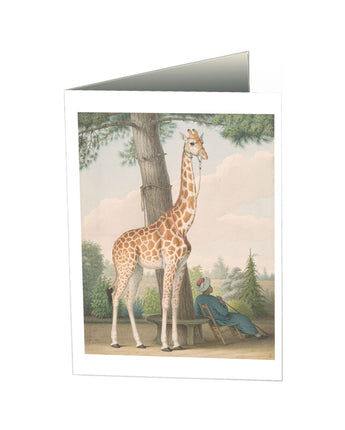 Study of Giraffe Notecard