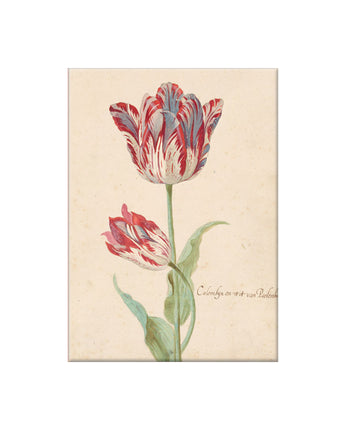 Red & White Tulip Magnet